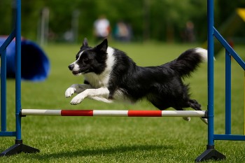 Doggie Daycare at Morgan's Paws Pet Care Center